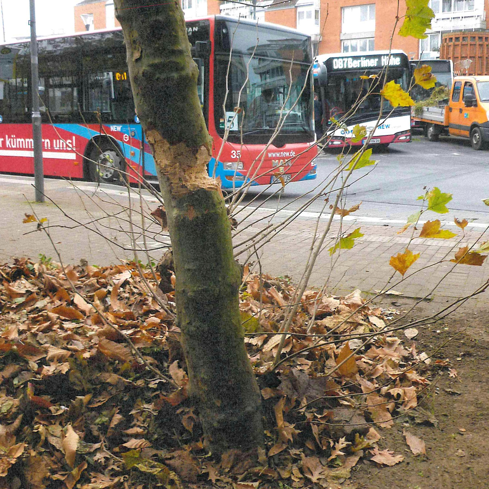 Schaden an einem Baum am Busbahnhof (Foto: Stadt Viersen)