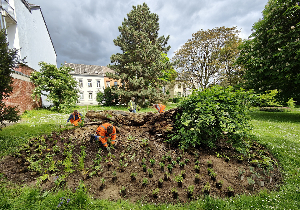 Mitarbeitende der Städtischen Betriebe pflanzten jetzt Stauden rund um den alten Stamm der Rosskastanie im Lunapark in Süchteln (Foto: Stadt Viersen)