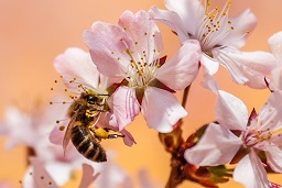 Biene, die auf einer Blüte sitzt