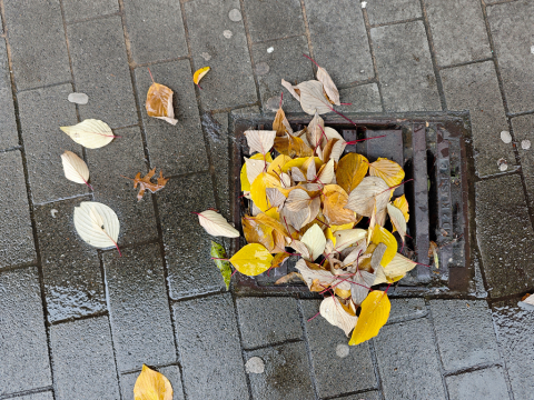 Herbstlaub auf Gullydeckel