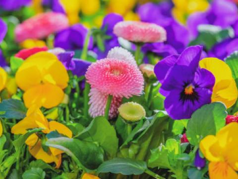 Gänseblümchen Rubrikbild Gartenwelt Düken